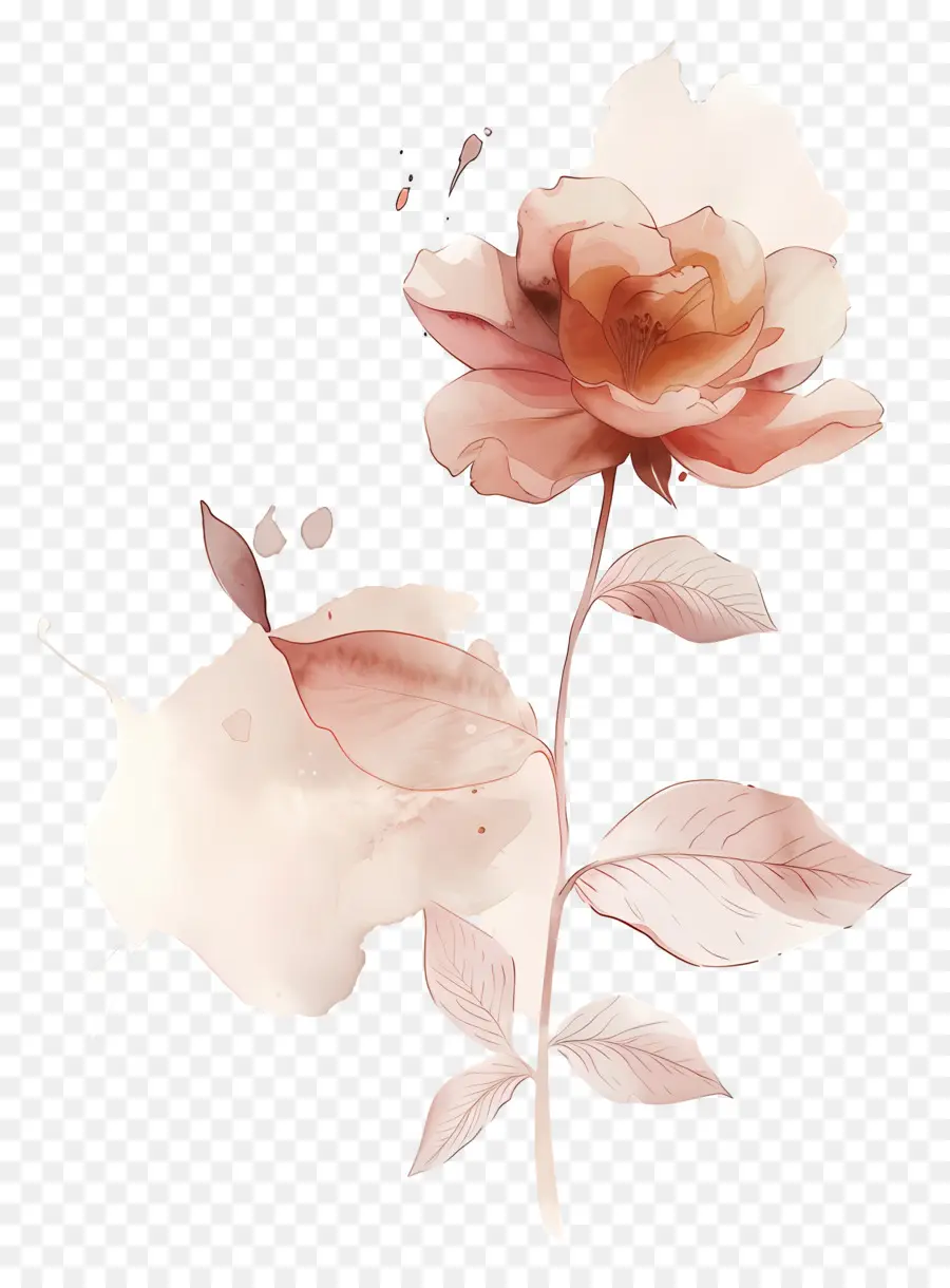 Flor Rosa，Flor PNG