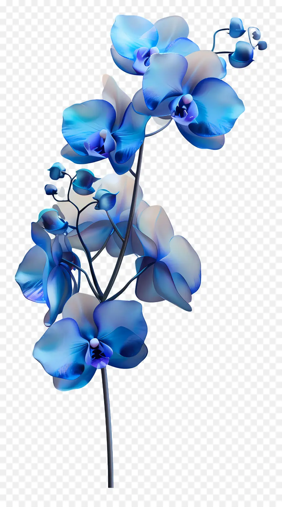 Orquídea Azul，Orquídeas Azuis PNG