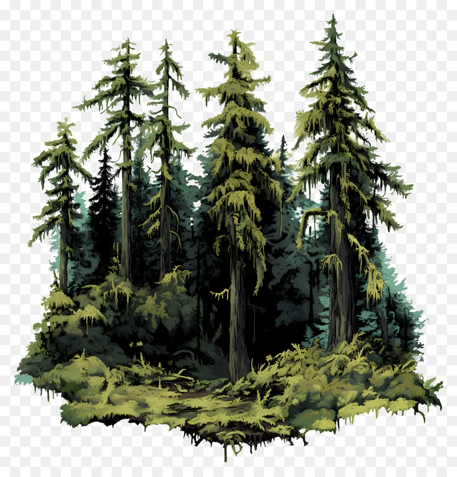 Bosques Cobertos De Musgo，Floresta PNG