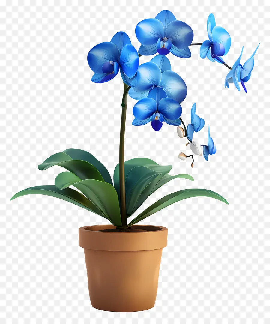 Orquídea Azul，Orquídea Em Vaso PNG