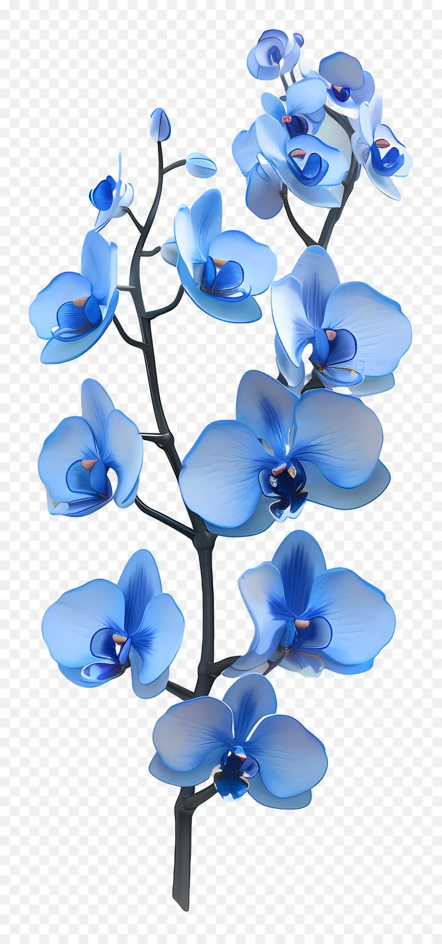 Orquídea Azul，Orquídeas Azuis PNG