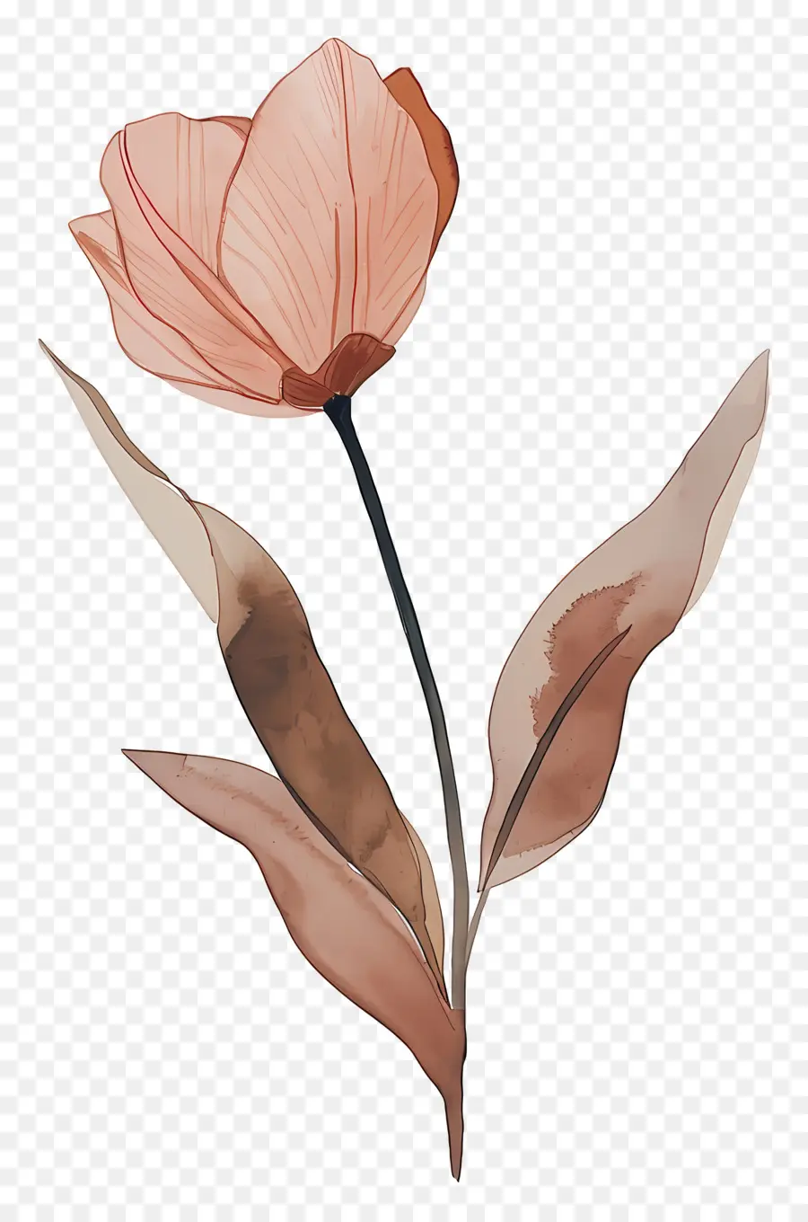 Tulipa，Flor PNG