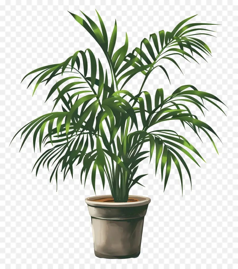 Palmeira De Salão，Planta Em Vaso PNG