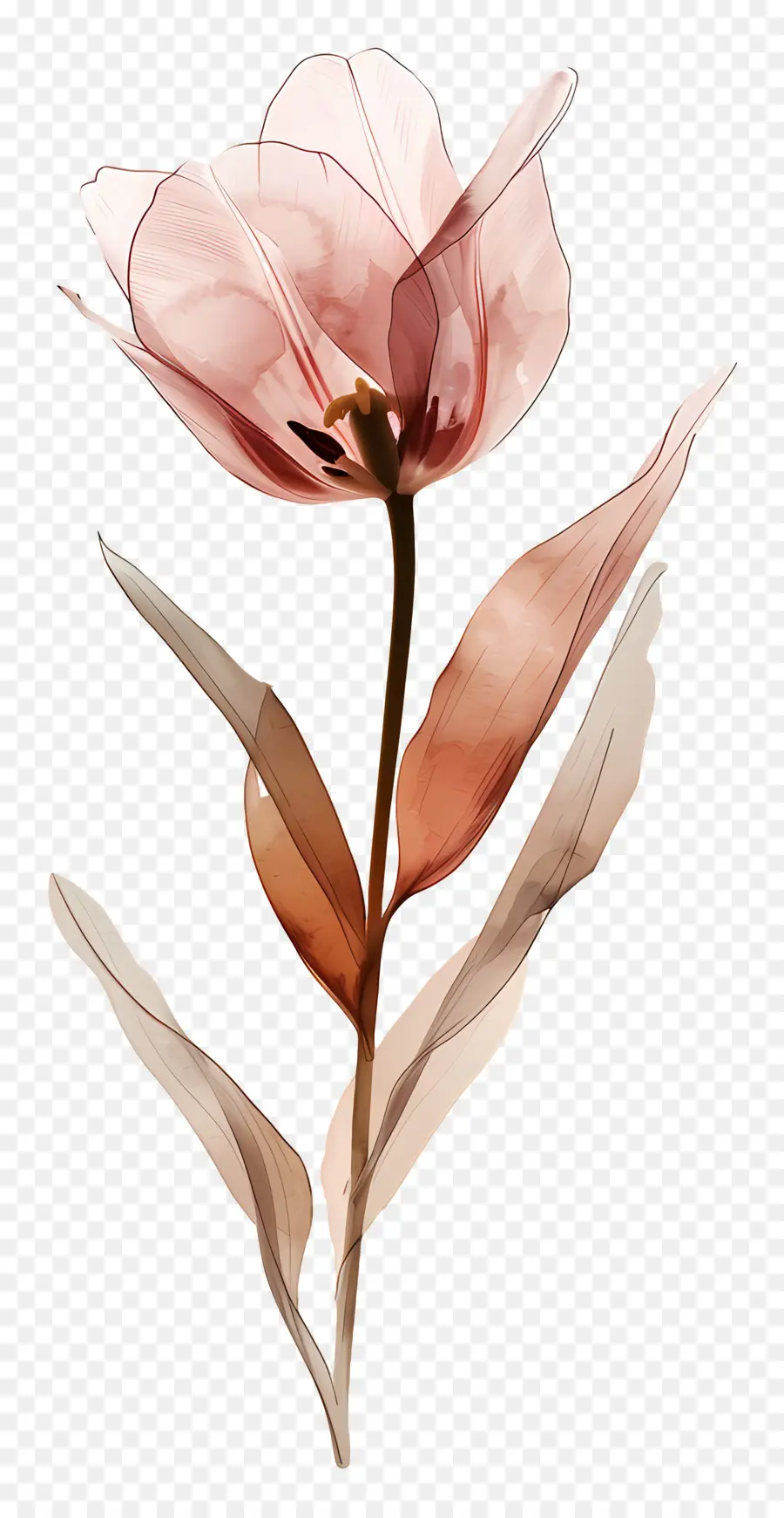 Tulipa，Flor Marrom PNG