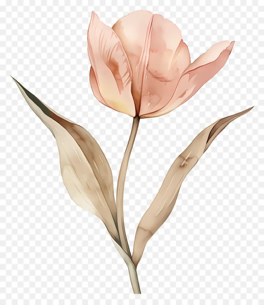 Tulipa，Flor PNG