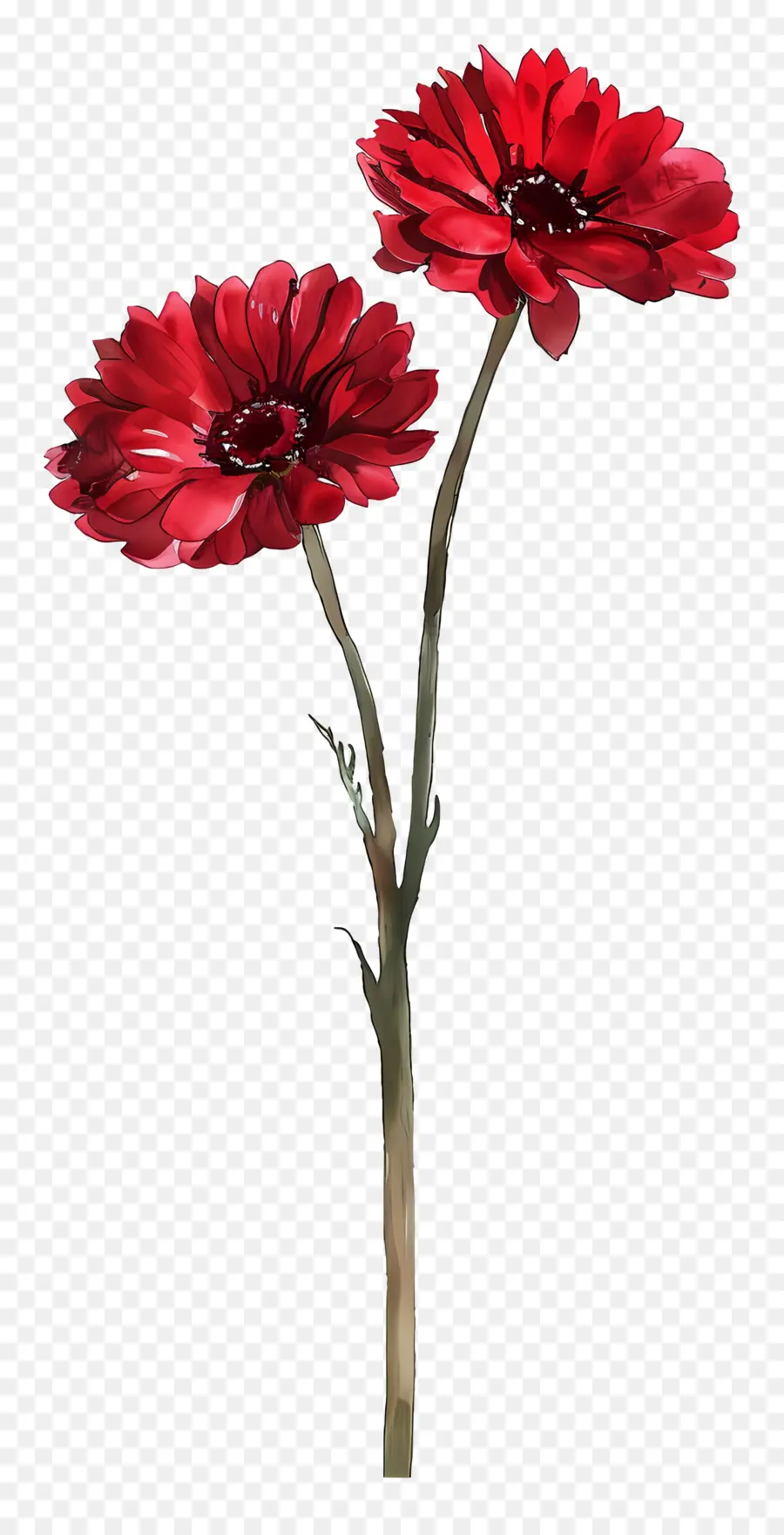 Flores Gérberas，Flor Vermelha PNG