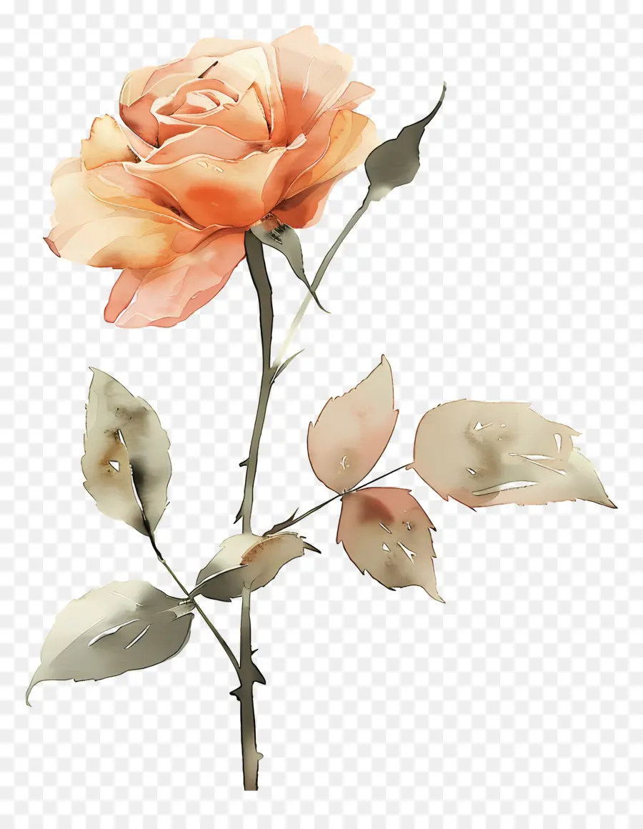 Flor Rosa，Rosas Laranja PNG