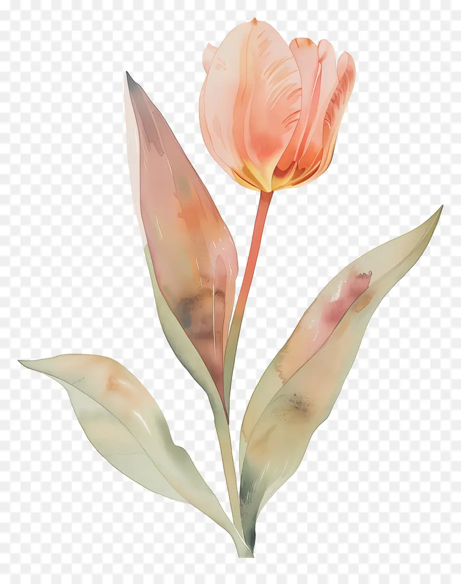 Tulipa，Flor PNG