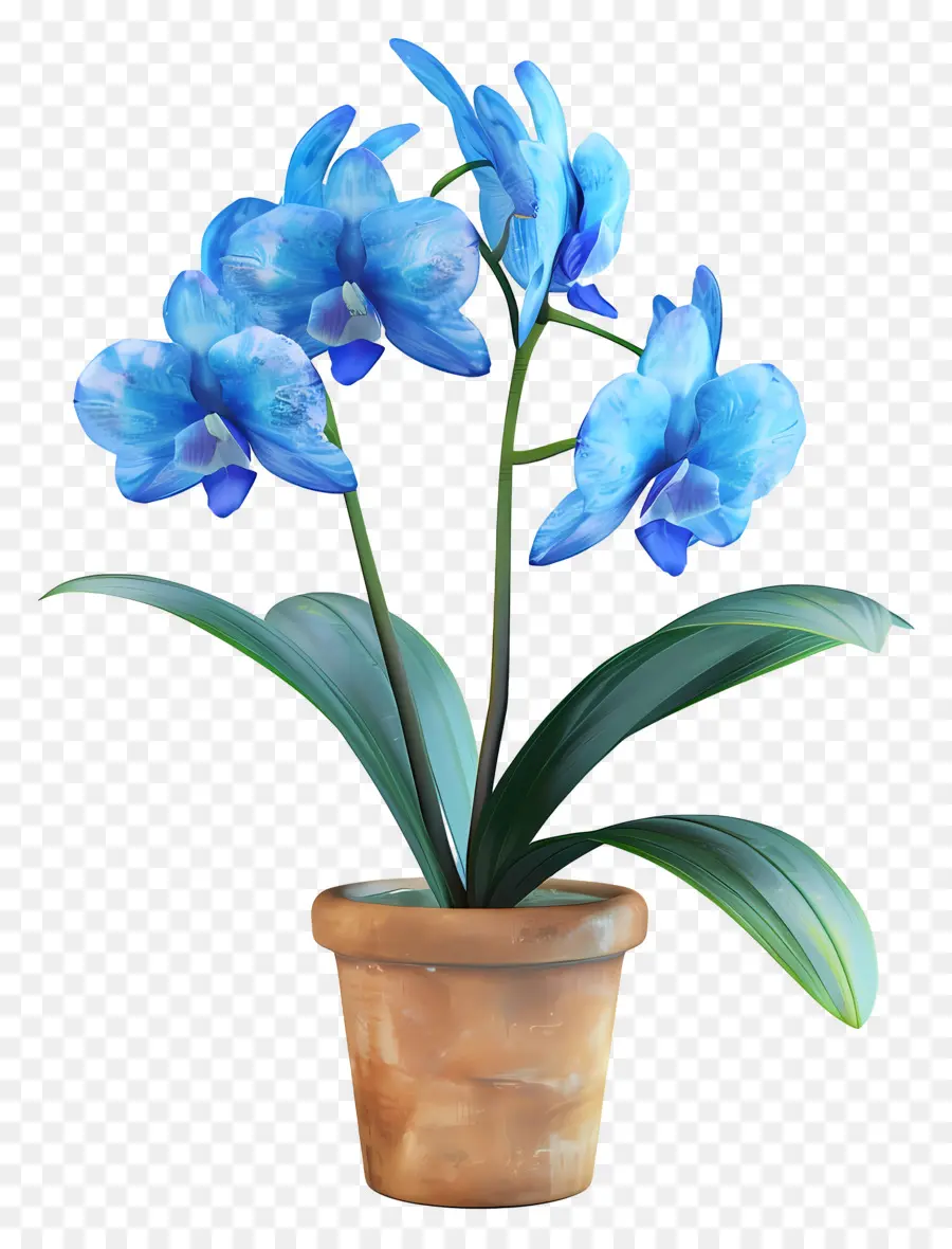 Orquídea Azul，Orquídea Em Vaso PNG