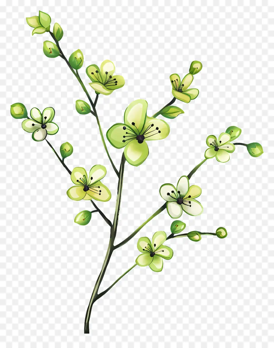 Flor Verde，Flores Verdes PNG