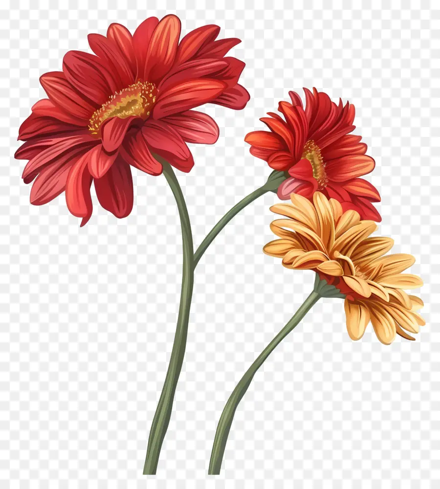 Flores Gérberas，Dália Flores PNG