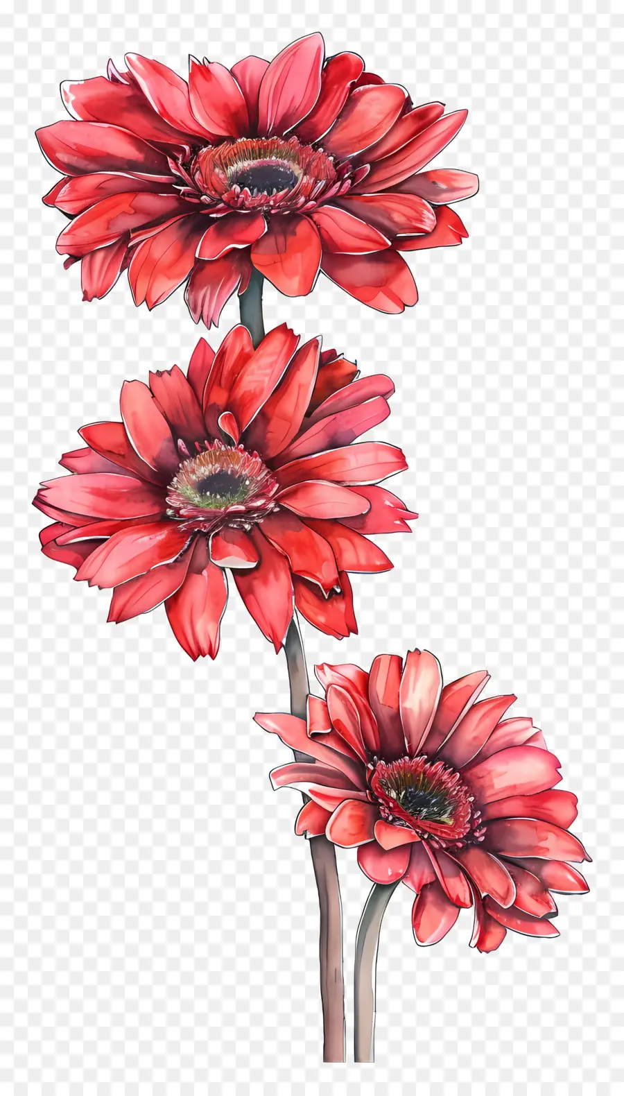 Flores Gérberas，Flor Vermelha PNG