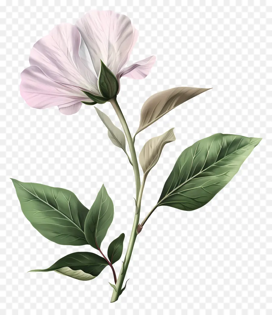 Flor Pastel，Flor PNG