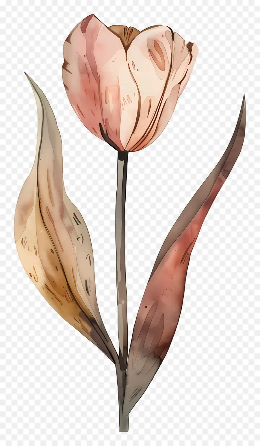 Tulipa，Flor Marrom PNG