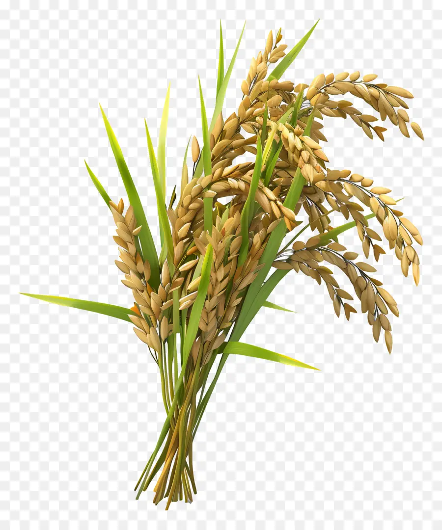 Talo De Arroz，Planta De Arroz PNG