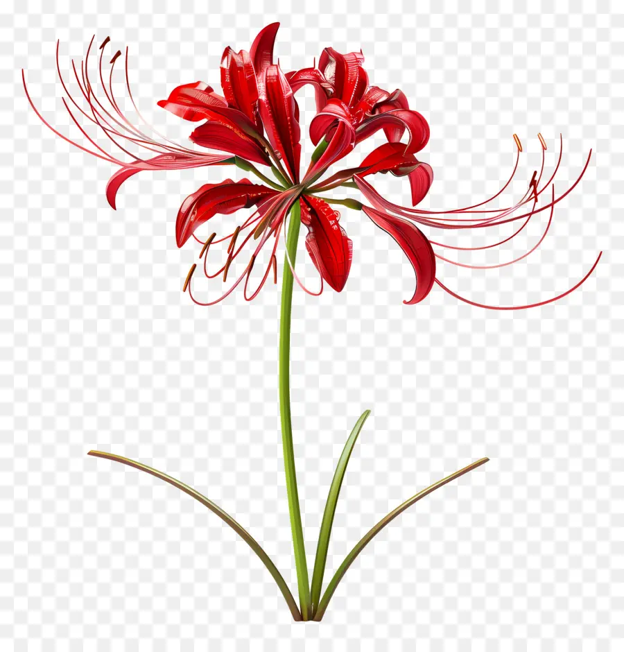 Lírio Aranha，Flor Vermelha PNG