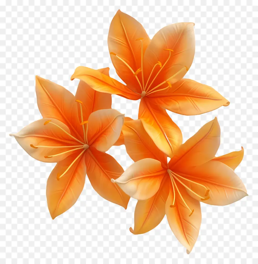 Flores De Açafrão，Flores Laranja PNG