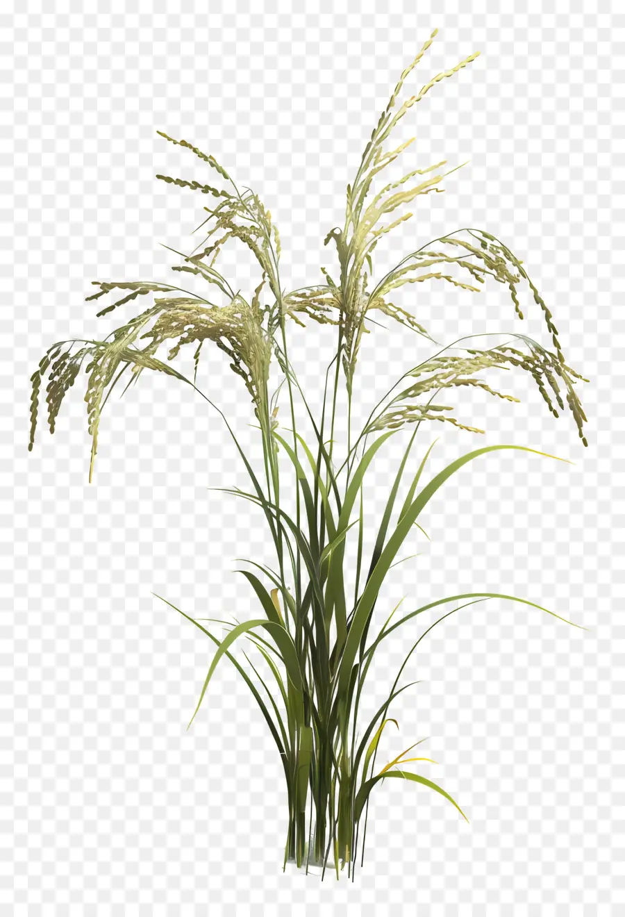 Talo De Arroz，Planta De Arroz PNG