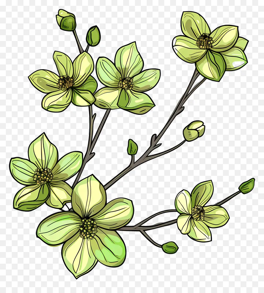 Flores Verdes，Flores PNG