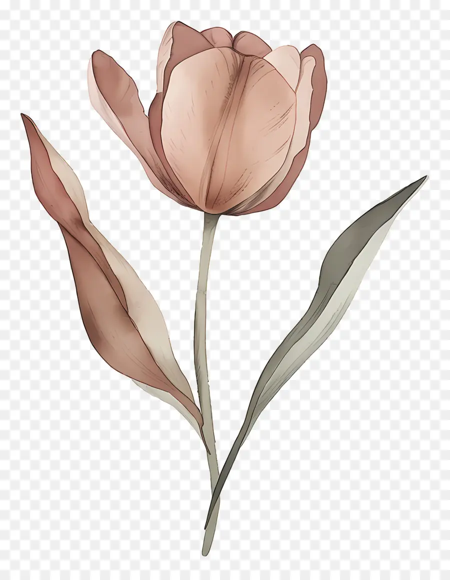 Tulipa，Flor PNG