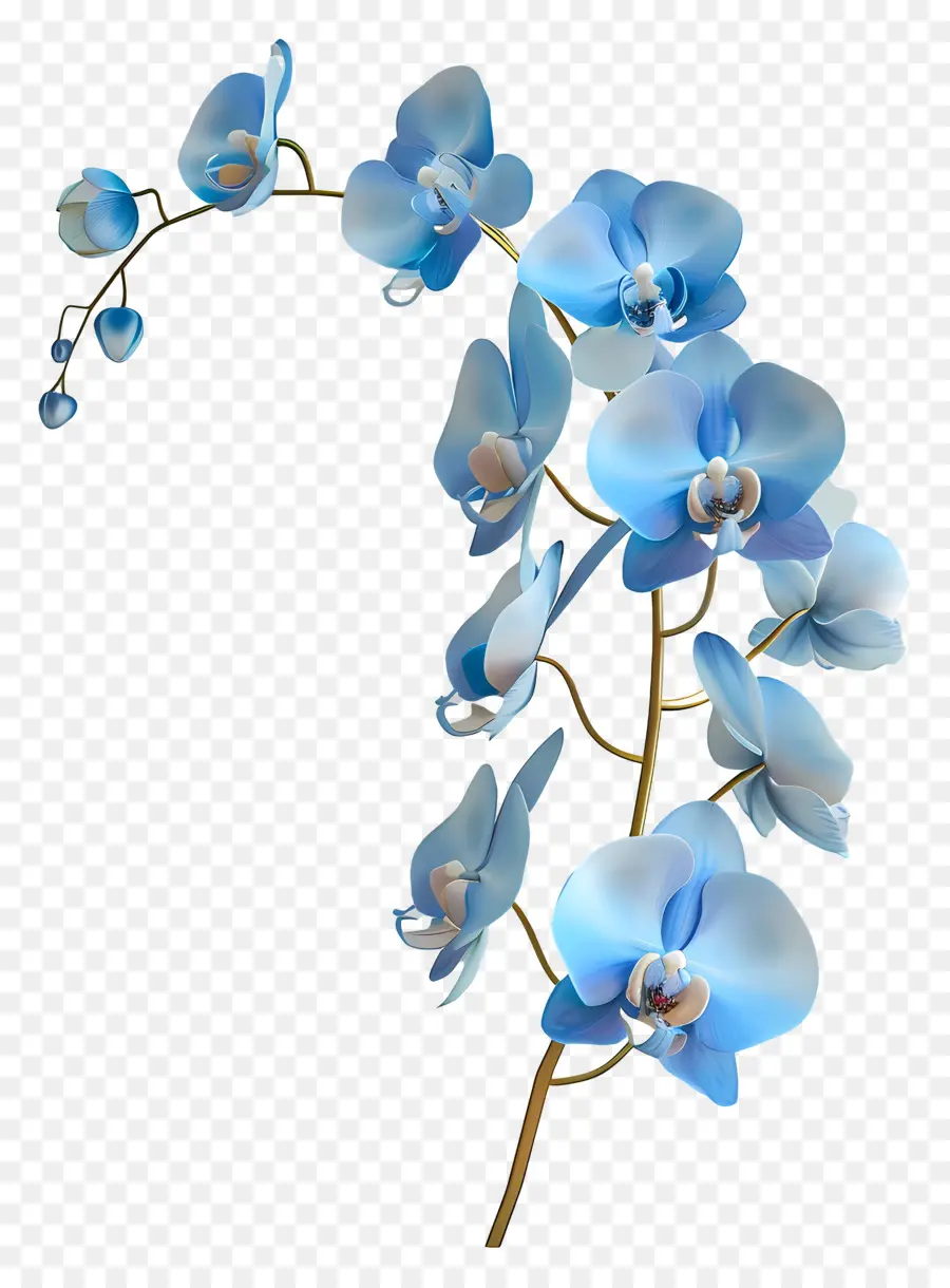 Orquídea Azul，Orquídeas Azuis PNG