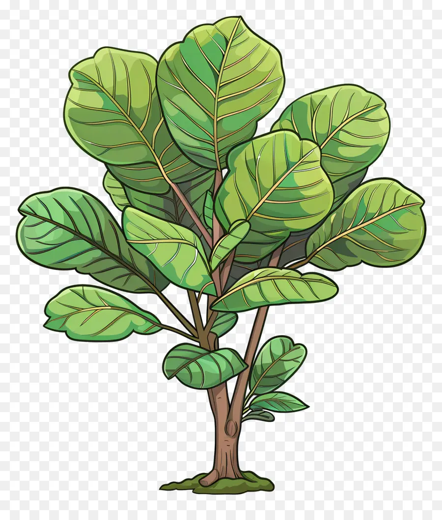 Ficus Lyrata，Planta Verde PNG