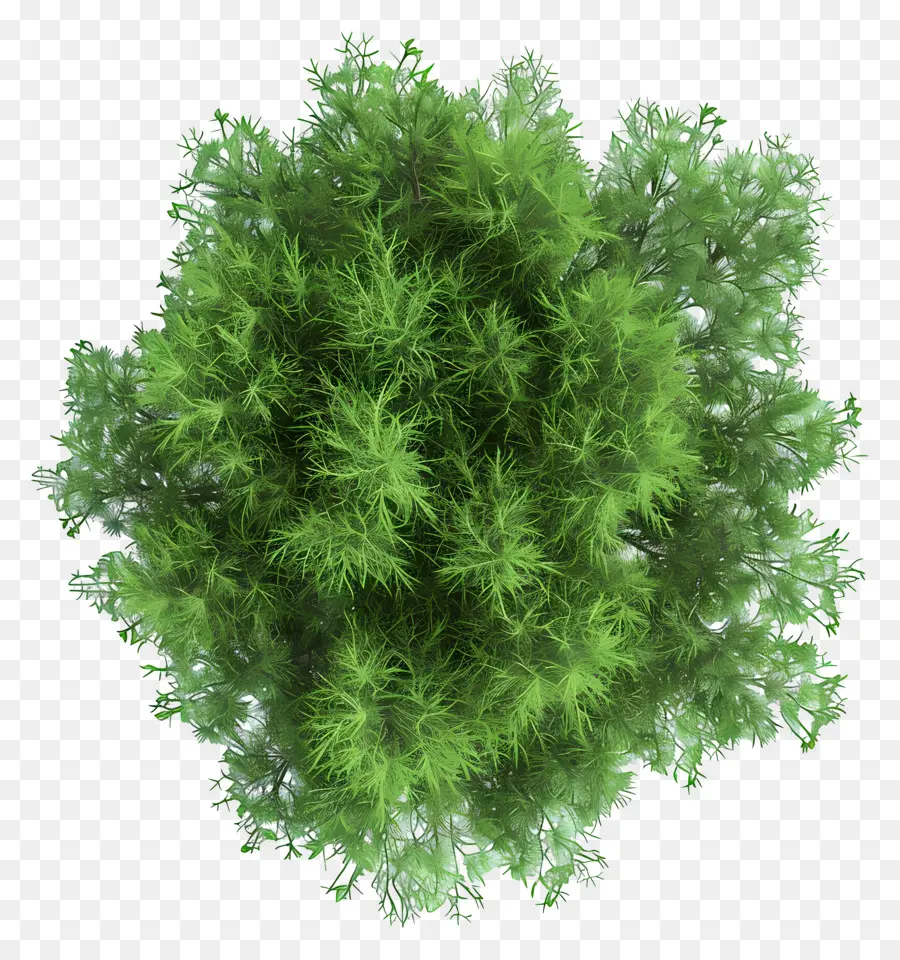 Planta De árvore，Arbusto PNG