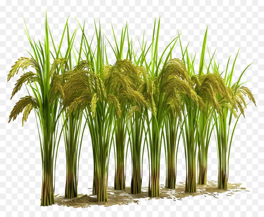 Talo De Arroz，Plantas De Arroz PNG