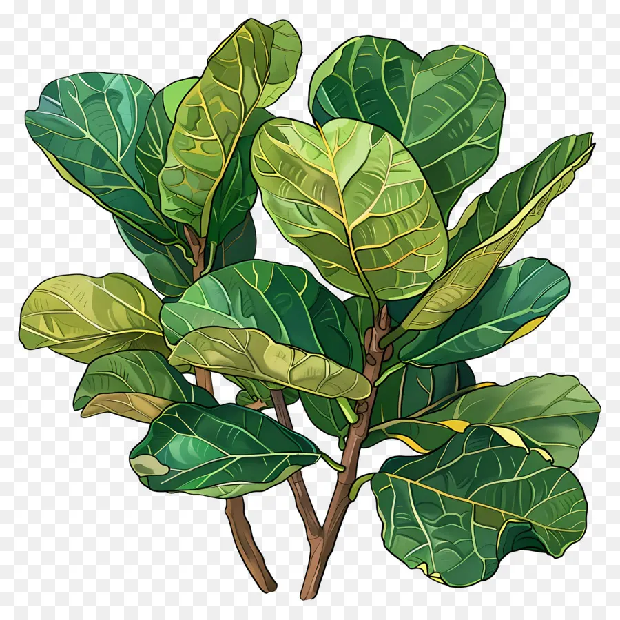 Ficus Lyrata，Planta Verde PNG