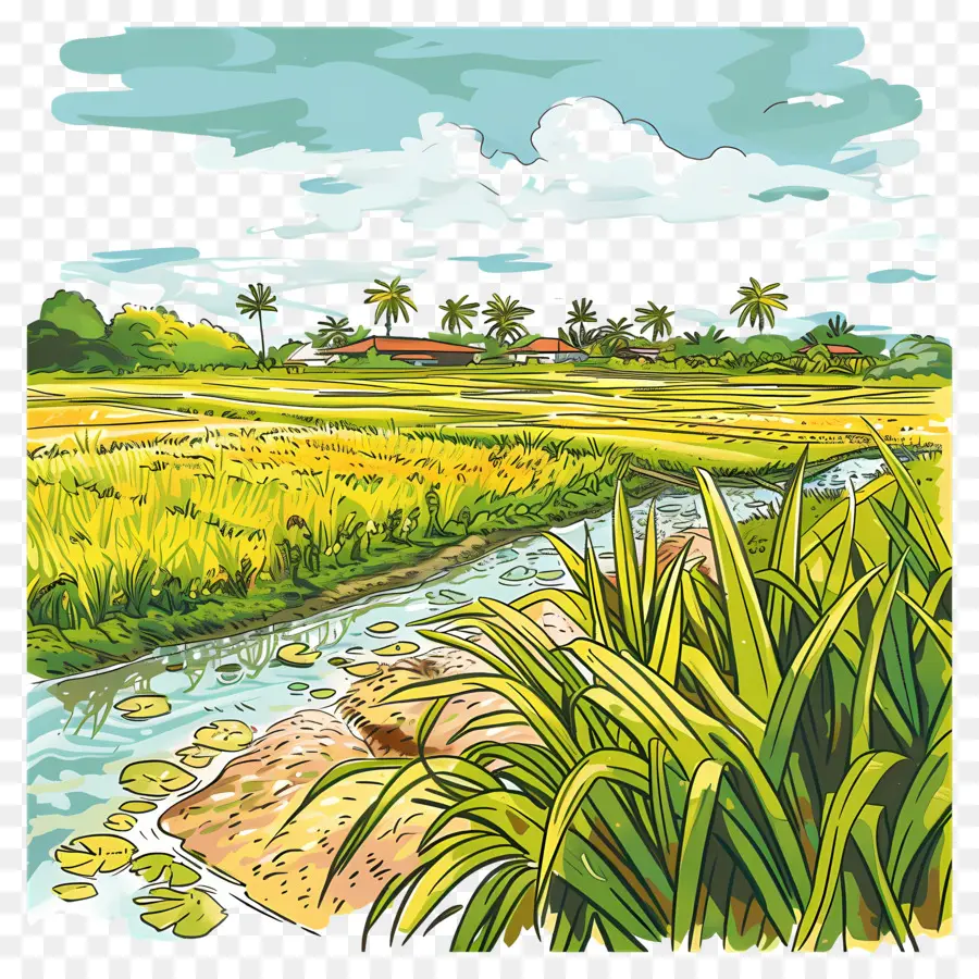 Campo De Arroz，Natureza PNG