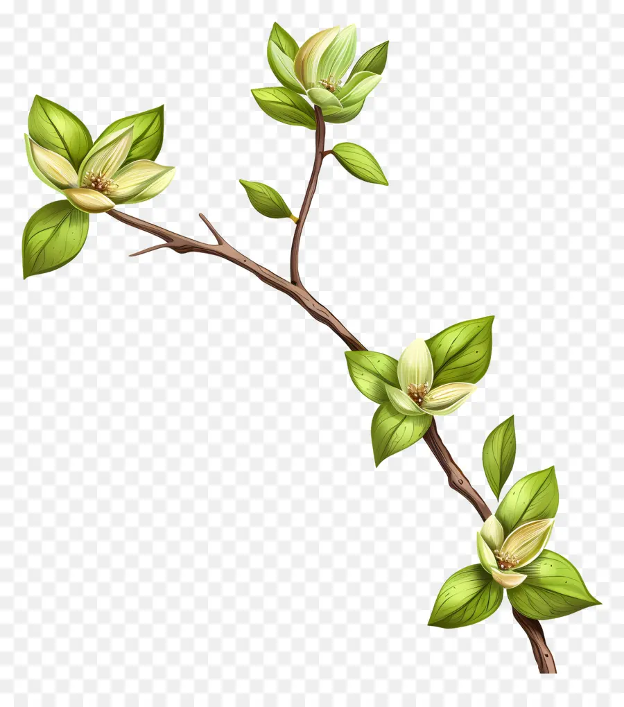 Flores Verdes，Ramo Com Folhas PNG