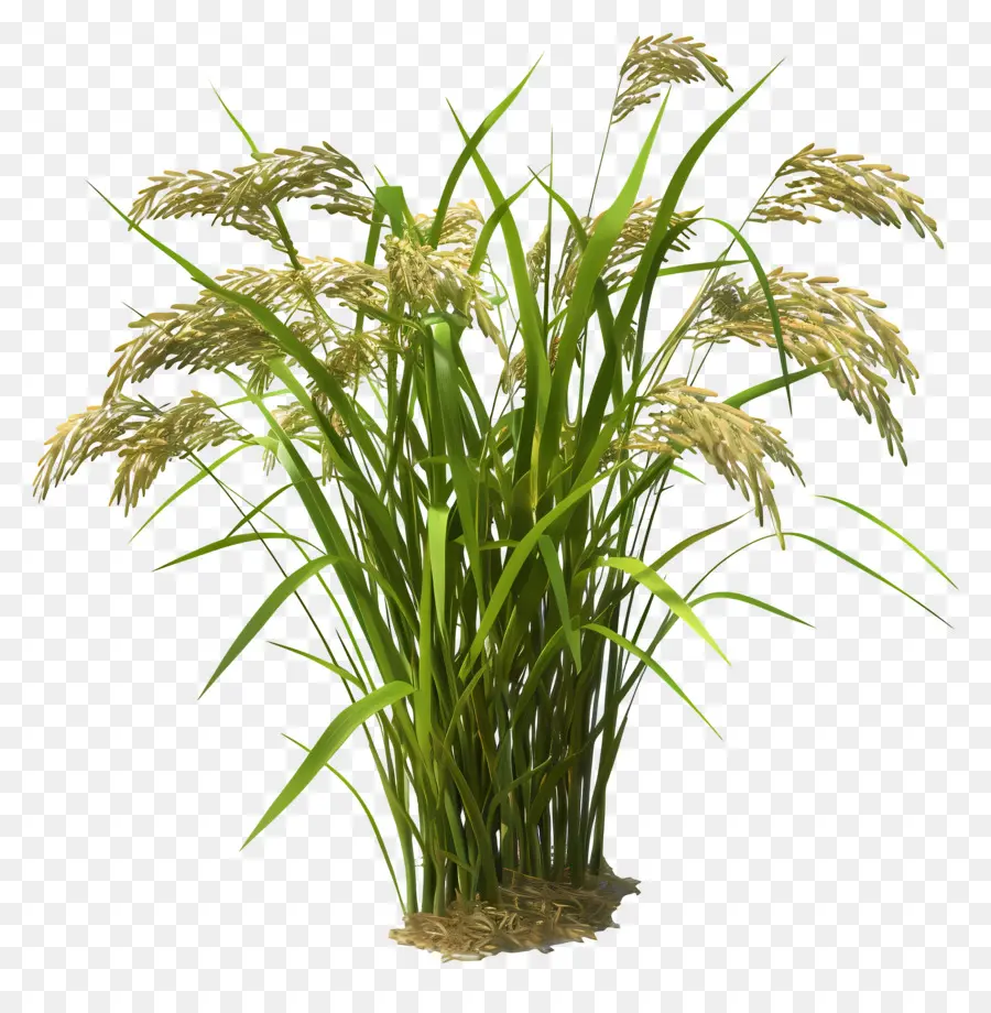 Talo De Arroz，Planta De Arroz PNG