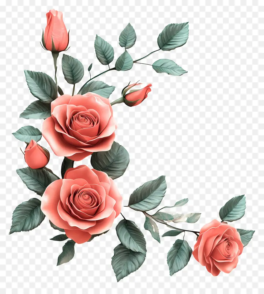 Rosa，Rosas Brancas PNG