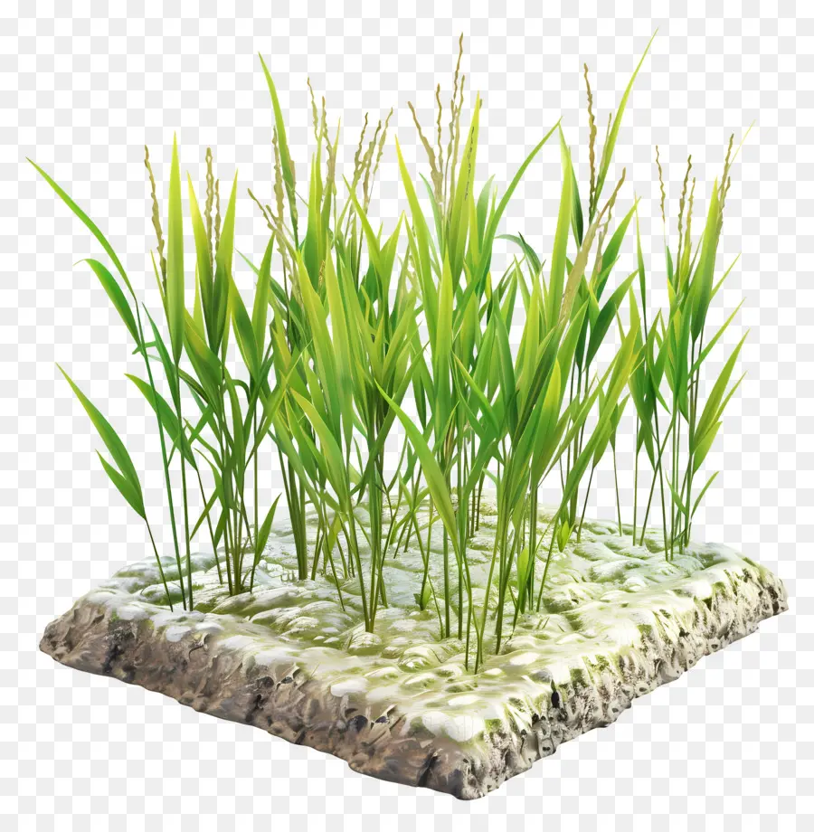 Arrozal，Plantas De Arroz PNG