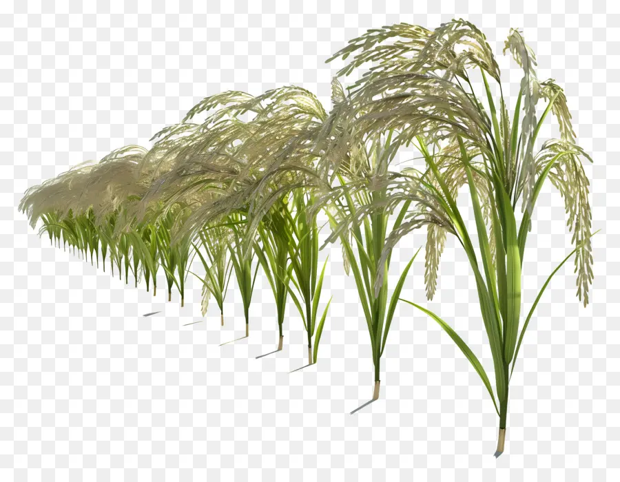 Talo De Arroz，Plantas De Arroz PNG