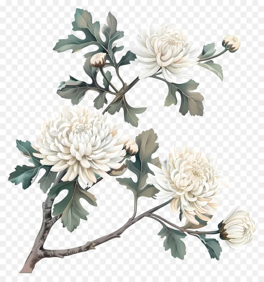 Flores De Crisântemo Branco，Crisântemos Brancos PNG