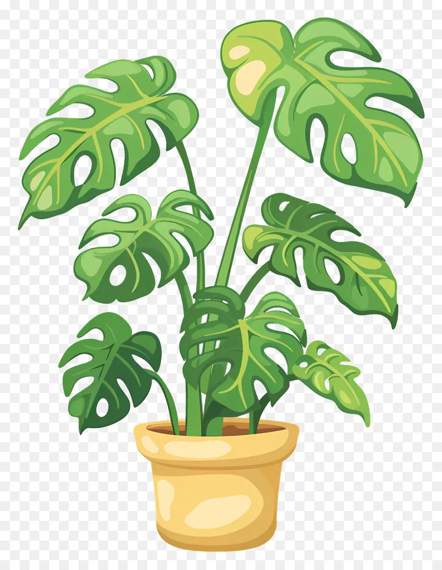 Planta Monstro，Planta Em Vaso PNG