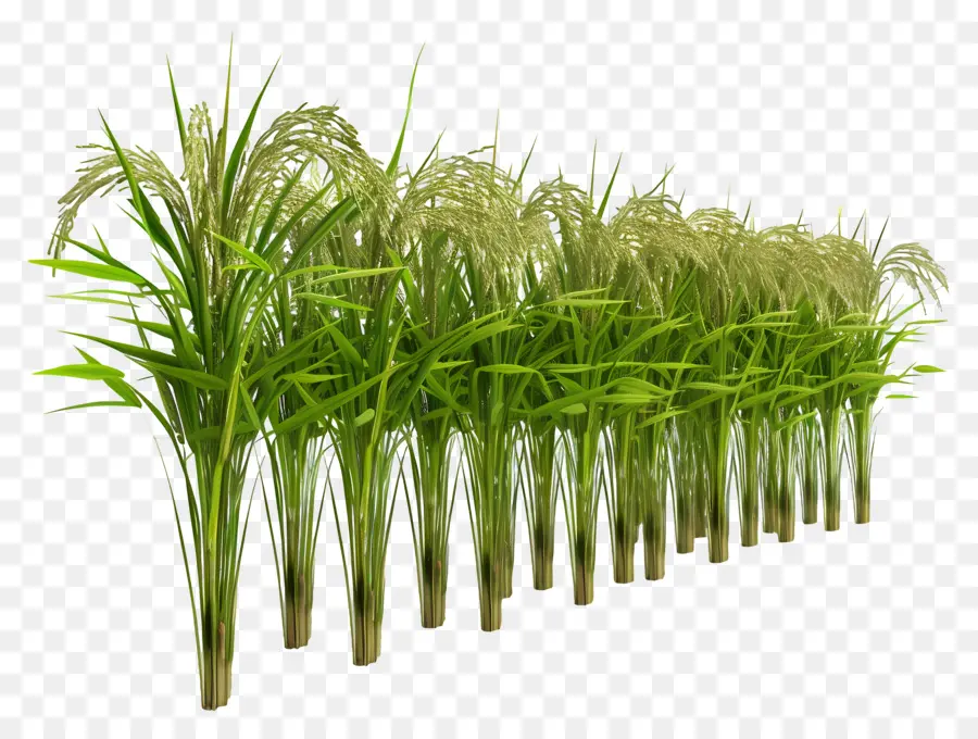 Talo De Arroz，Plantas De Arroz PNG