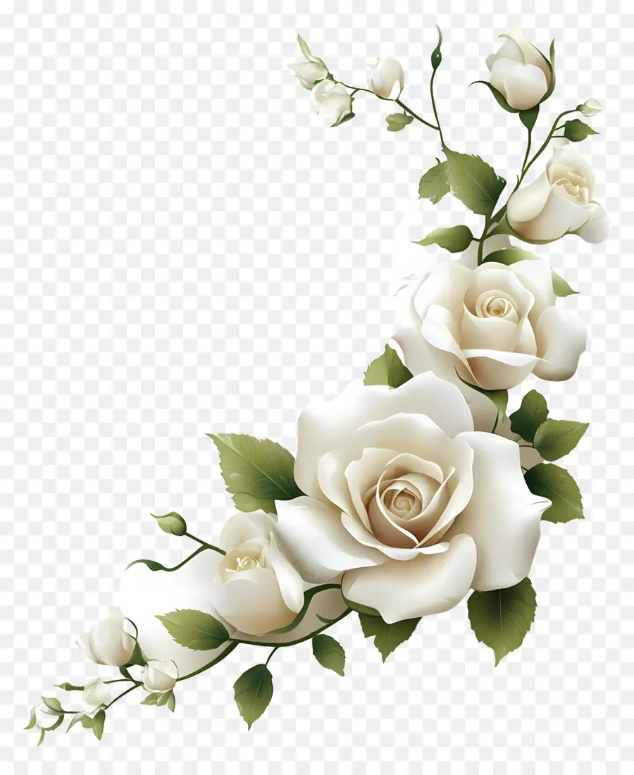 Canto Do Casamento，Rosas Brancas PNG