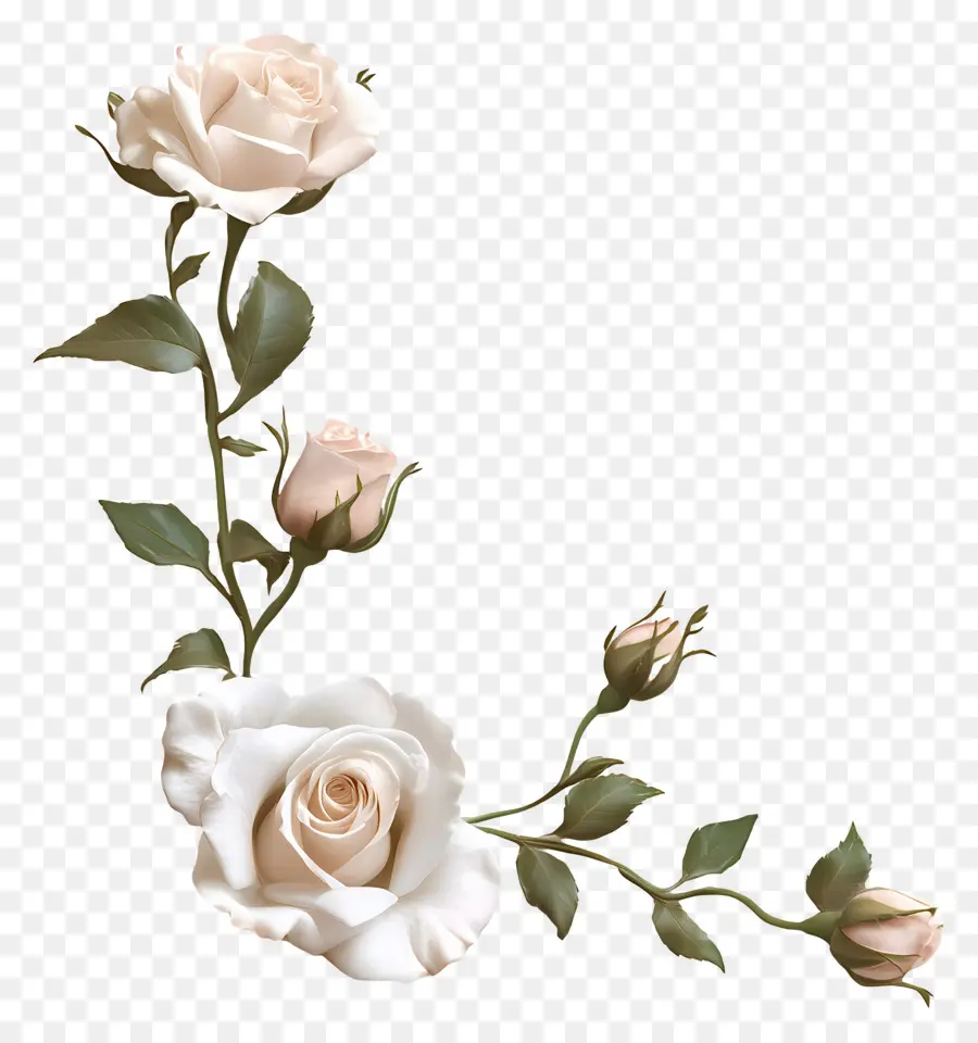 Rosa，Rosa Branca PNG