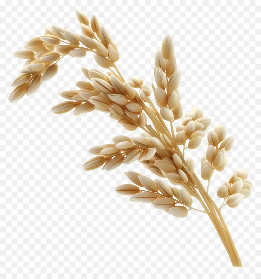 Grãos De Arroz，Talos De Arroz PNG