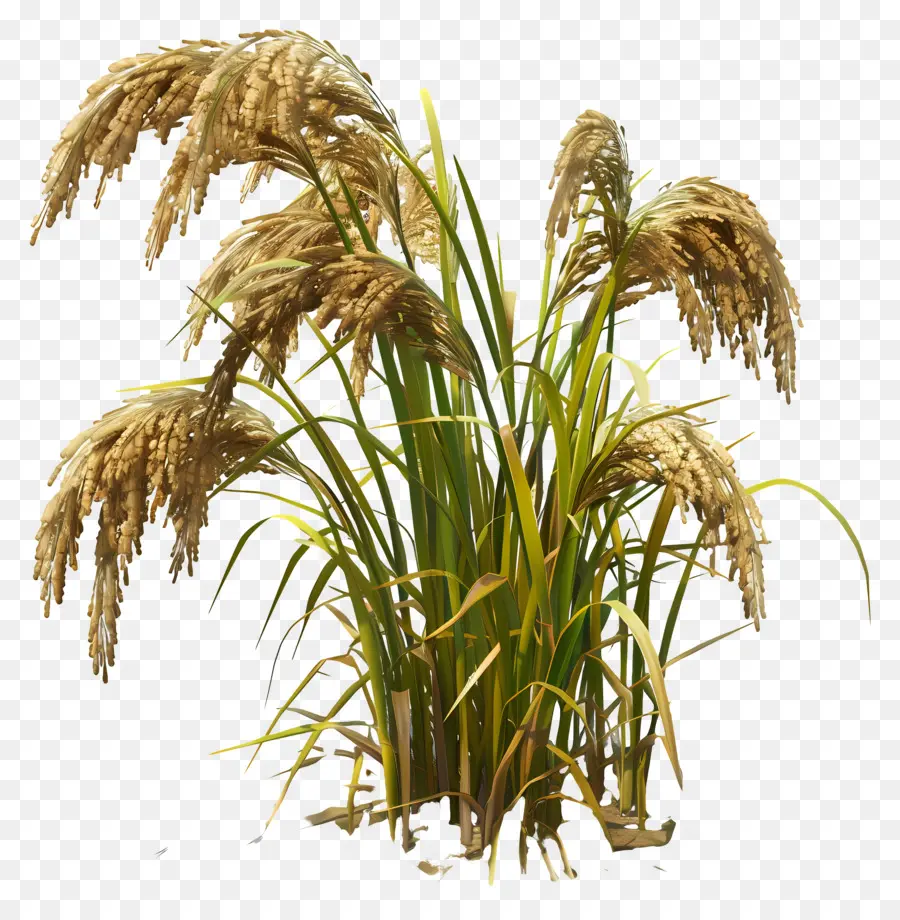 Talo De Arroz，Planta De Arroz PNG