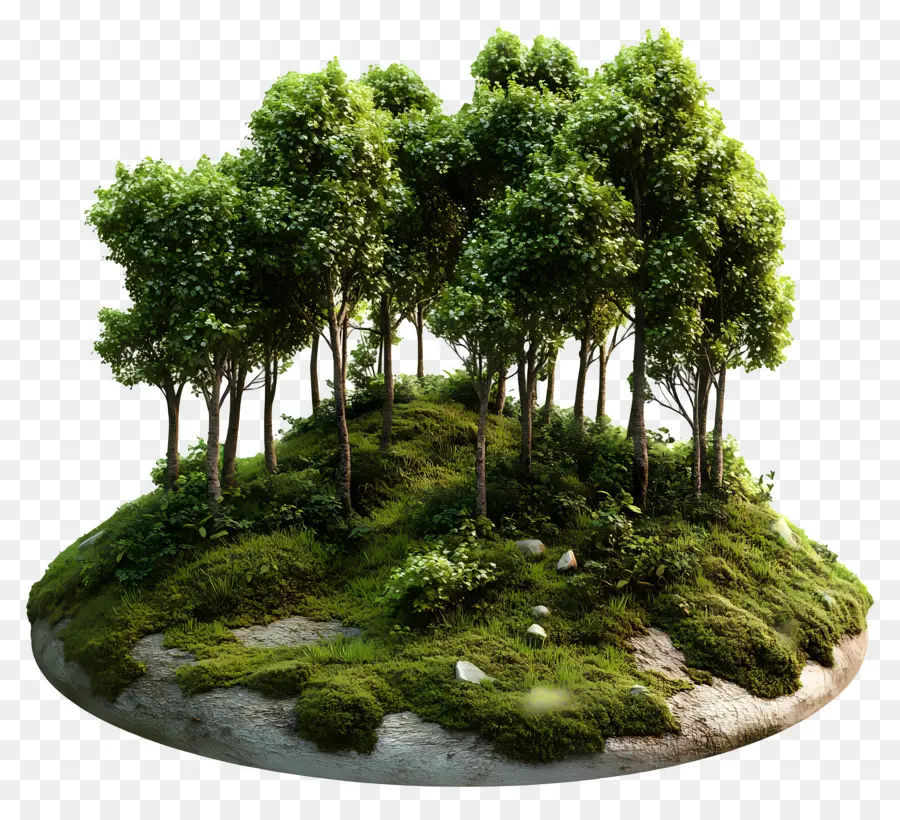 Bosques Cobertos De Musgo，Floresta PNG