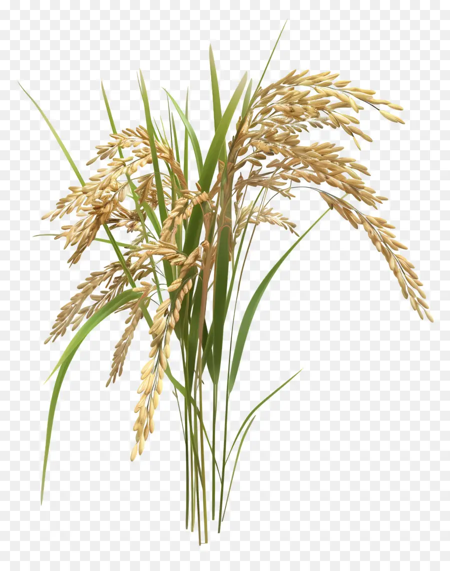 Talo De Arroz，Planta De Arroz PNG