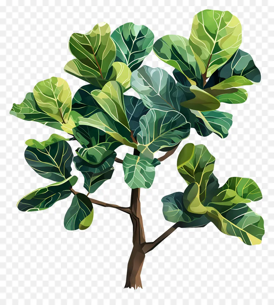 Ficus Lyrata，Planta Verde PNG