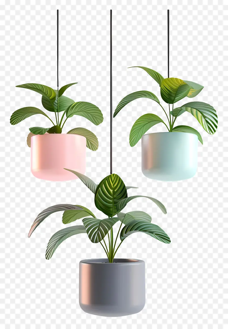 Vaso De Planta Suspenso，Plantas Penduradas PNG