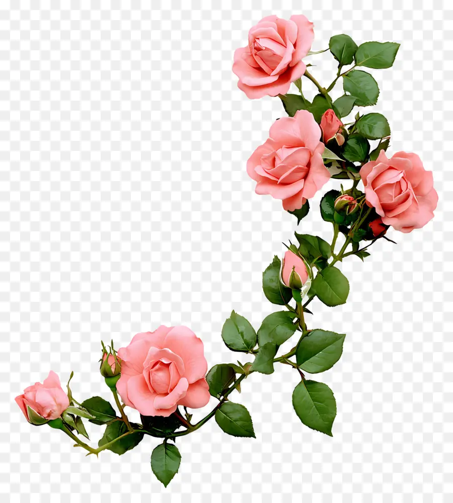 Rosa，Rosas Cor De Rosa PNG