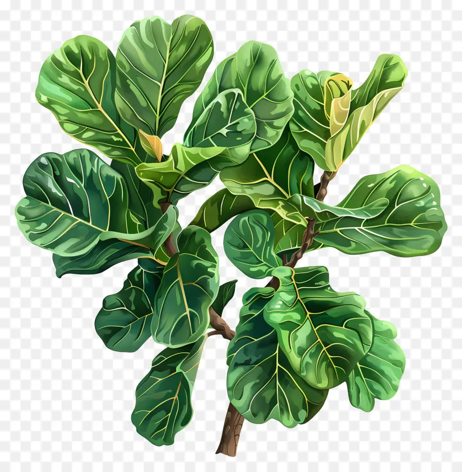 Ficus Lyrata，Folhas Verdes PNG