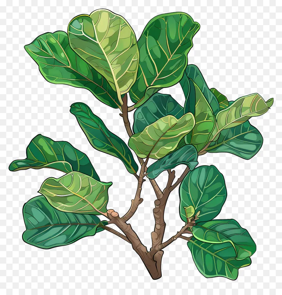 Ficus Lyrata，Planta Verde PNG