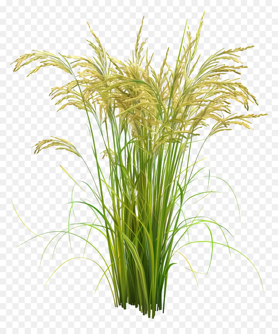 Talo De Arroz，Planta De Arroz PNG